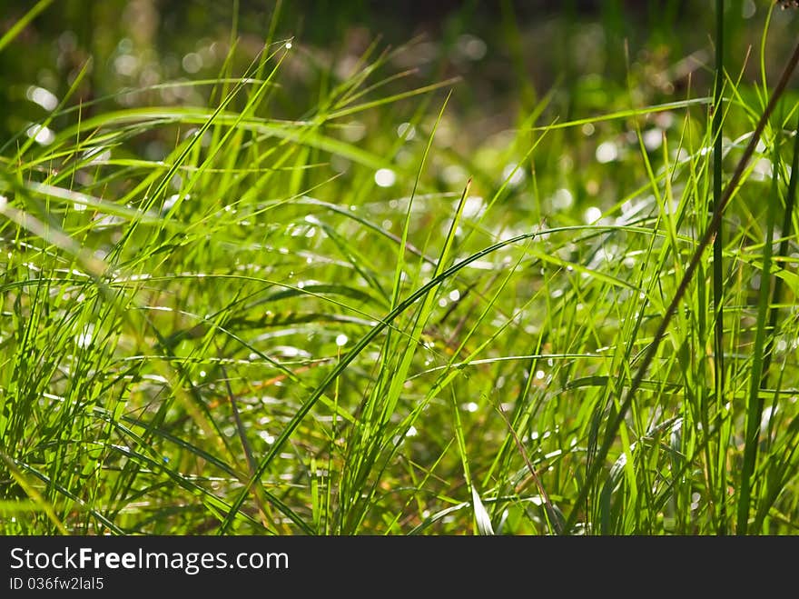 Grass in raindrops