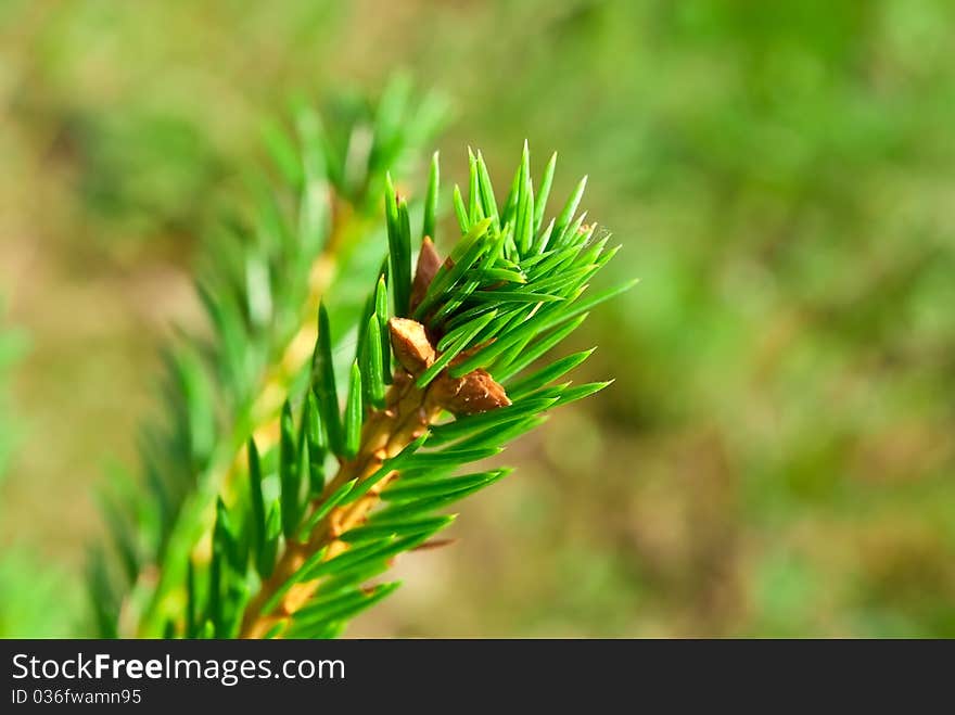 Young green fir branch on forest