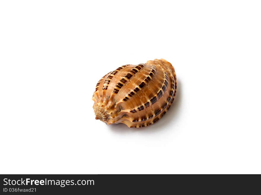 Beautiful seashell isolated on white