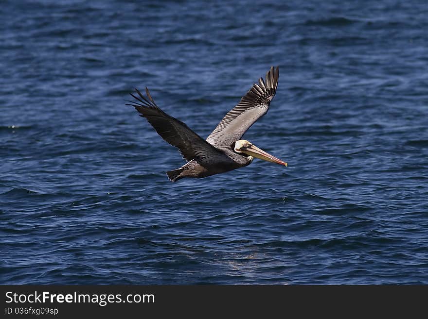 Pacific Brown Pelican