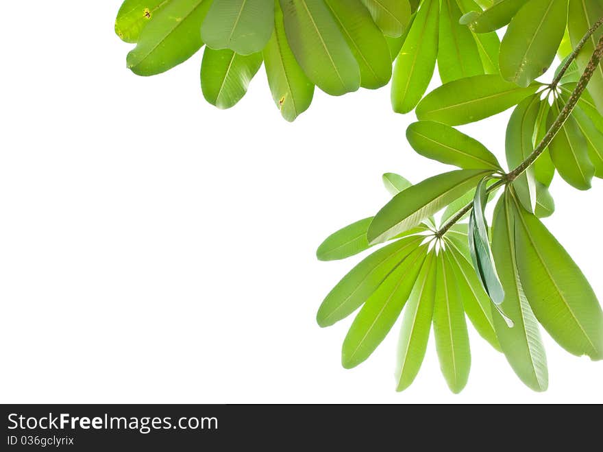 Green Leave On White Background