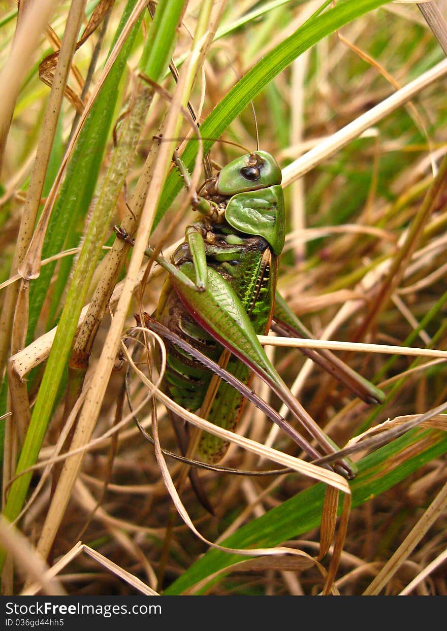 Grasshopper