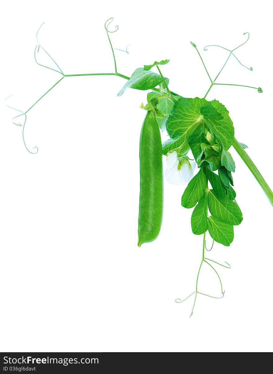 Fresh green pea pod isolated on white background