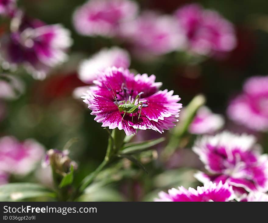 A grass hop on a red flower