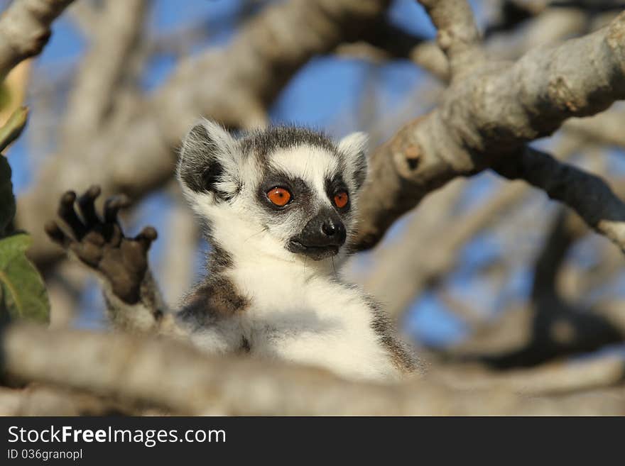 One of the lemurs in Athens Zoo. One of the lemurs in Athens Zoo