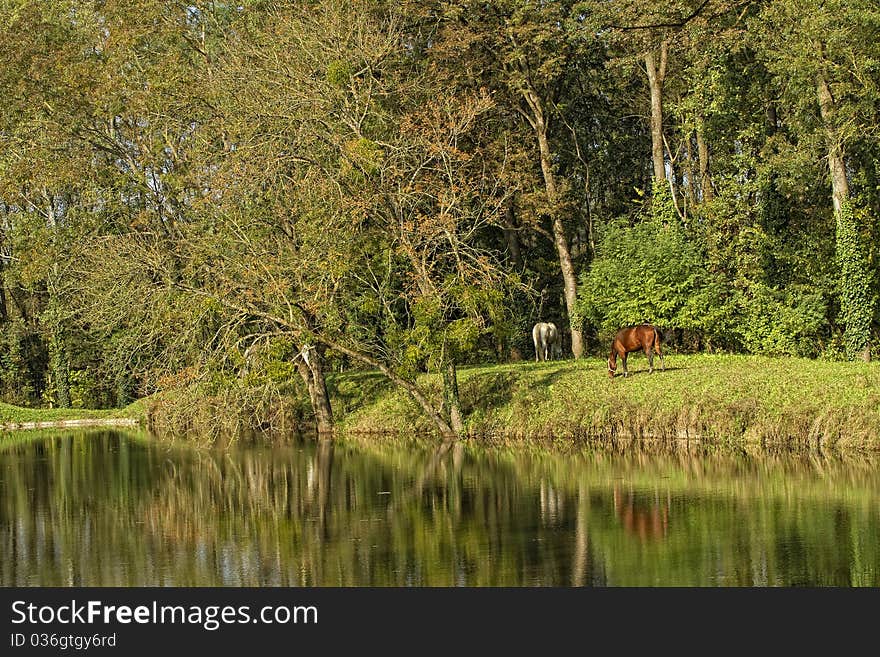 Horse In Landscape