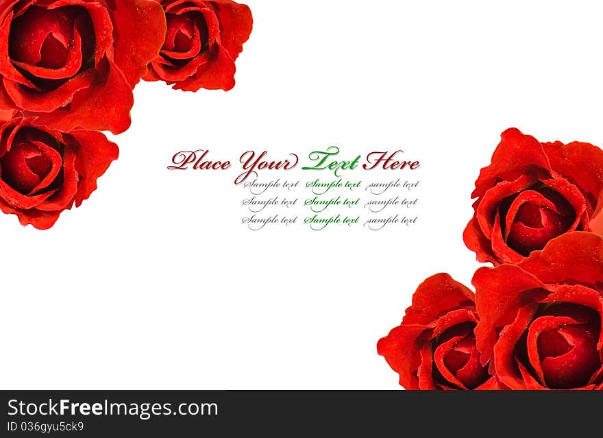 Red roses isolated on white background