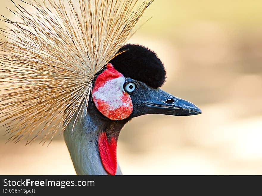 Eastern Grey Crowned-crane