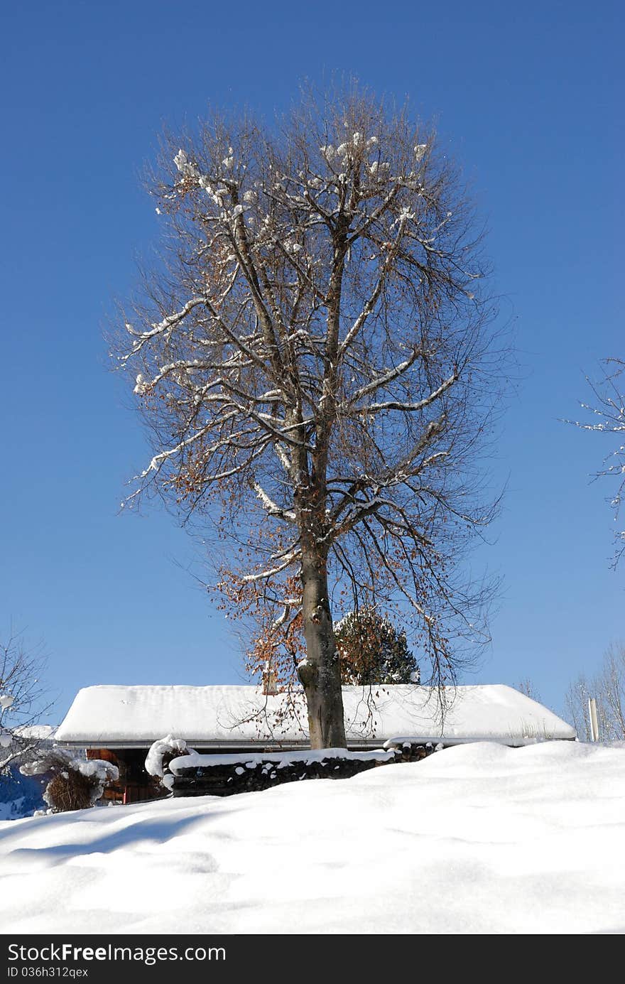 A tree in the sonw. A tree in the sonw