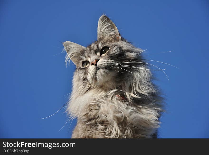 Maine Coon cat outdoors in Ireland