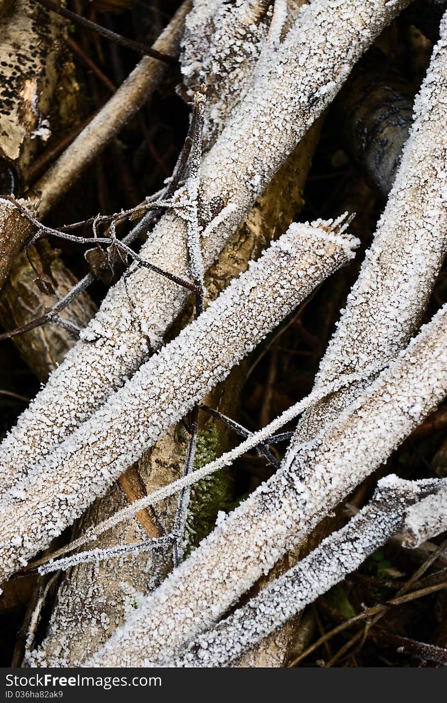 Ice on Branches