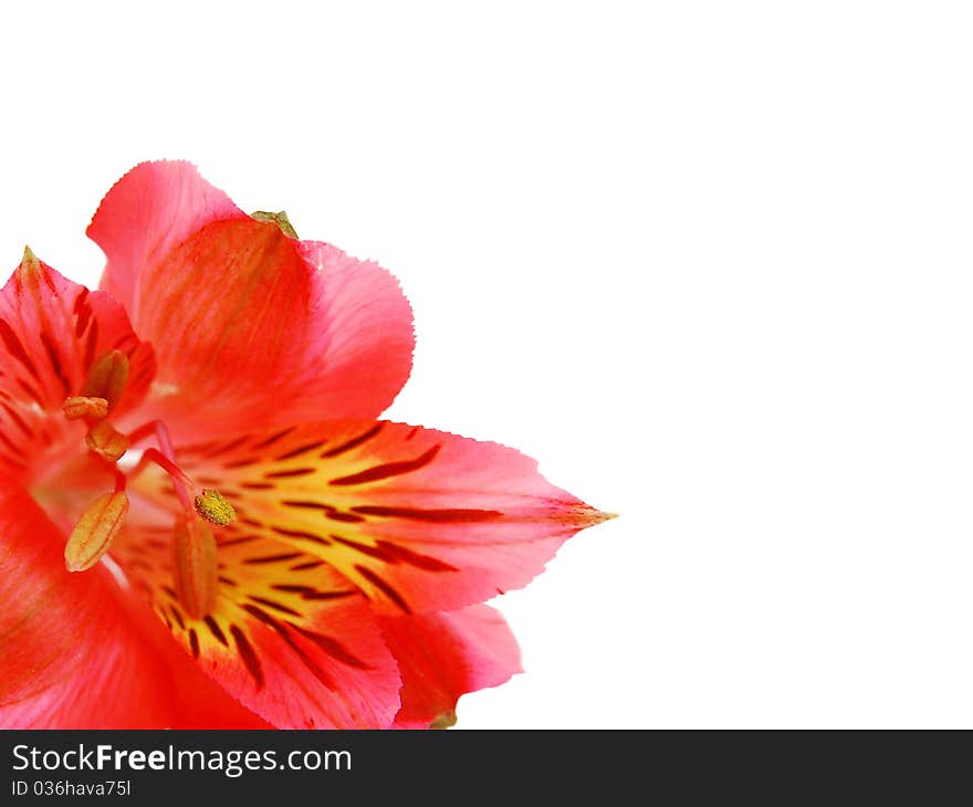 Alstroemeria beauty bouquet bud close flower. Alstroemeria beauty bouquet bud close flower