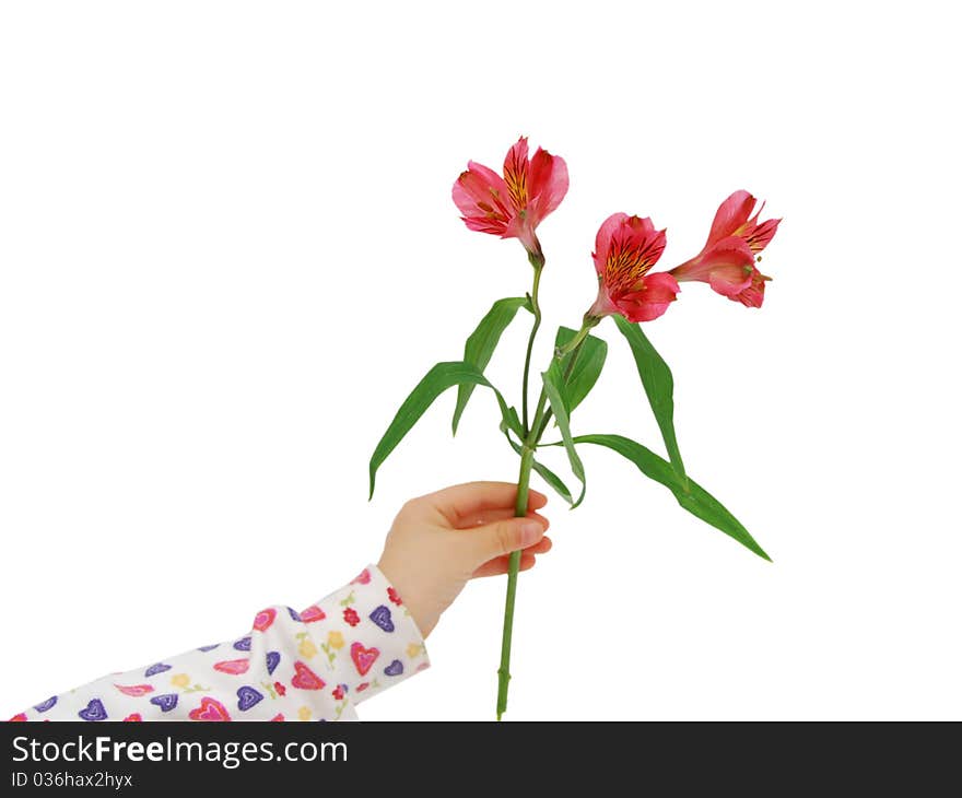 Red alstroemeria lily flower hand background