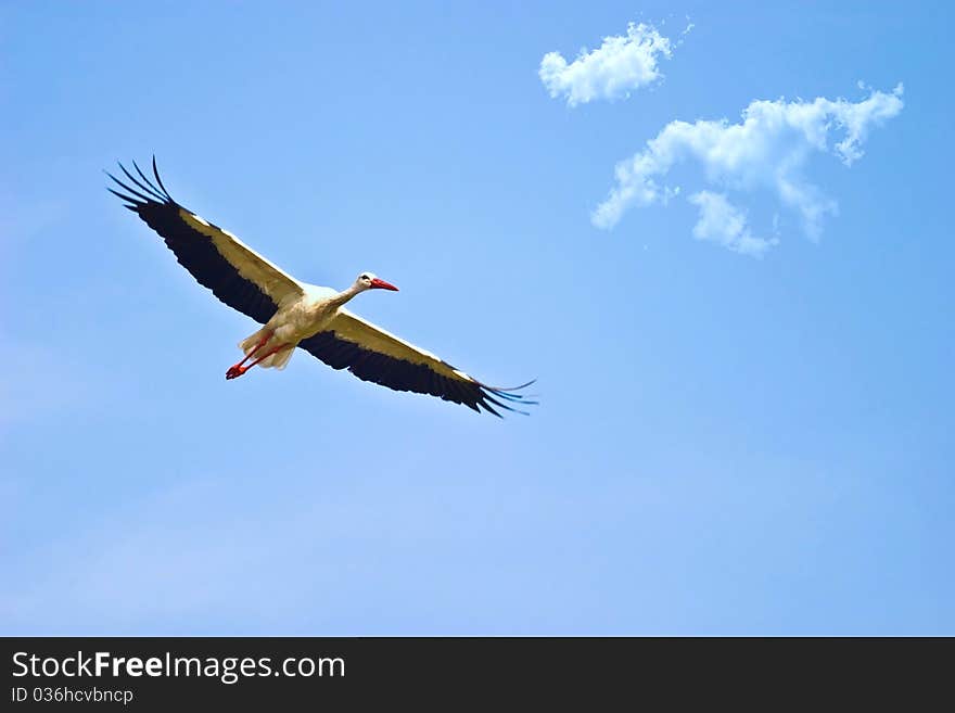 Flighting wild birds on sky near samall lake