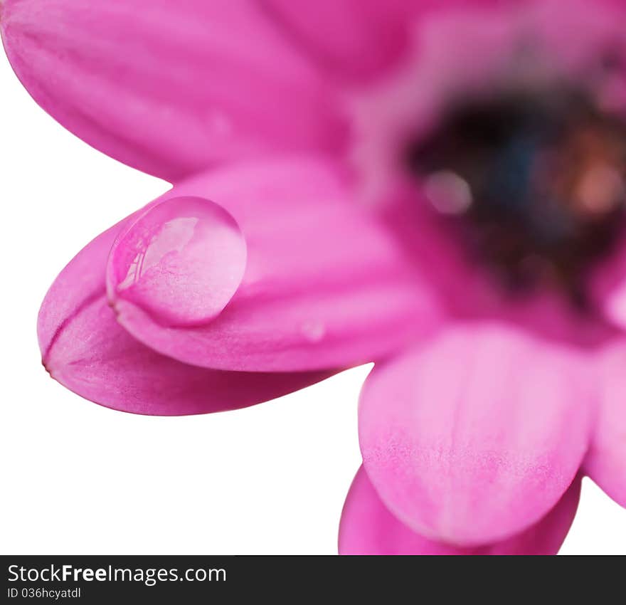 Drop of dew on flower