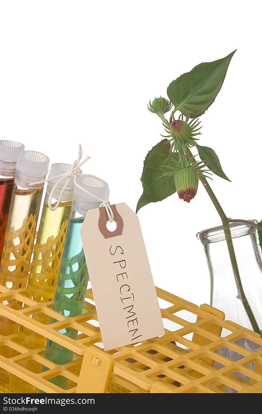 Test tubes in a test tube rack next to a plant on a white background. Test tubes in a test tube rack next to a plant on a white background.