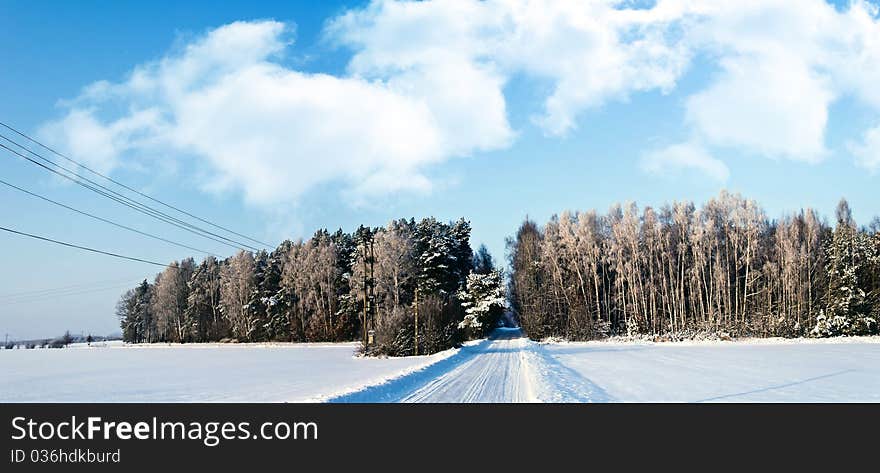 Sunlight in the white forest, winter time