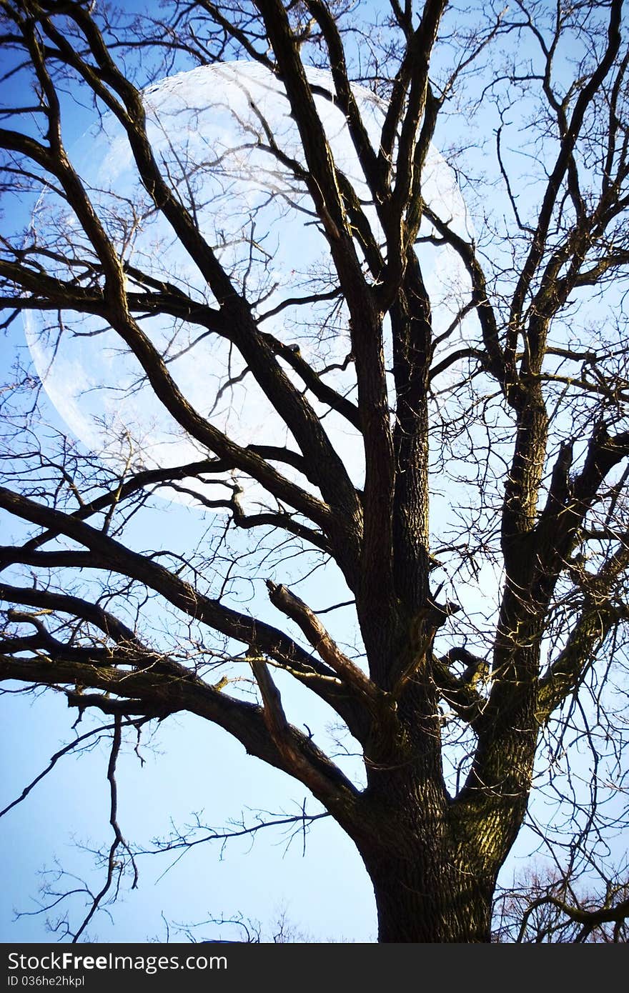 Winter landscape of young grey forest with bright blue sky. Winter landscape of young grey forest with bright blue sky