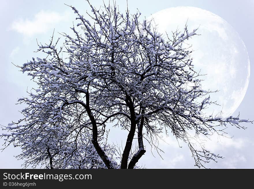 Winter landscape of young grey forest with bright blue sky. Winter landscape of young grey forest with bright blue sky