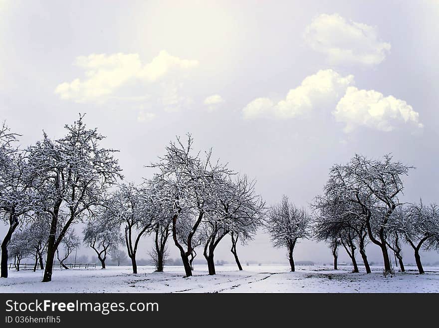 Winter landscape of young grey forest with bright blue sky. Winter landscape of young grey forest with bright blue sky