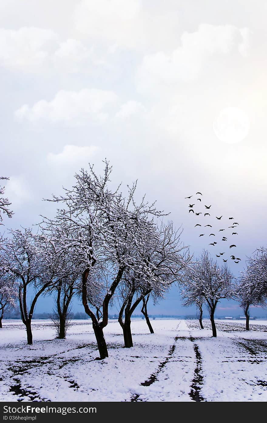 Winter landscape of young grey forest with bright blue sky. Winter landscape of young grey forest with bright blue sky