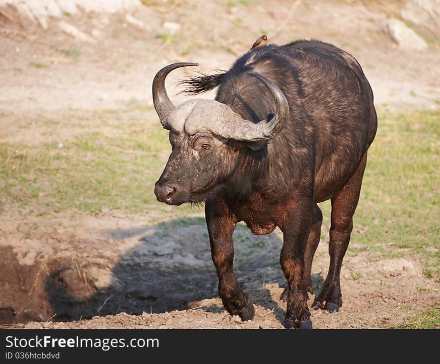 Buffalo (Syncerus caffer) close-up with Red-billed Oxpecker (Buphagus erythrorhynchus) in the wild in Botswana. Buffalo (Syncerus caffer) close-up with Red-billed Oxpecker (Buphagus erythrorhynchus) in the wild in Botswana