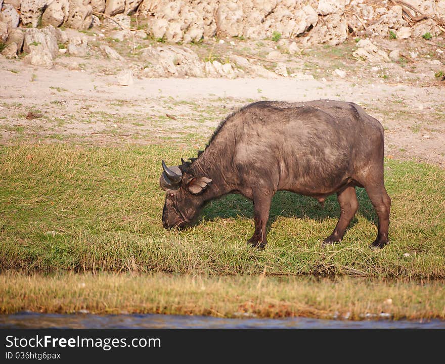 Buffalo (Syncerus caffer) close-up in the wild in Botswana. Buffalo (Syncerus caffer) close-up in the wild in Botswana