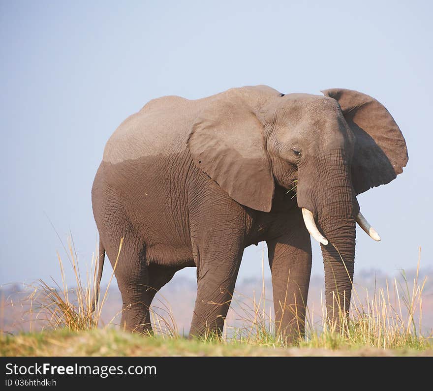 Large African elephant (Loxodonta Africana) eating in savanna in Botswana