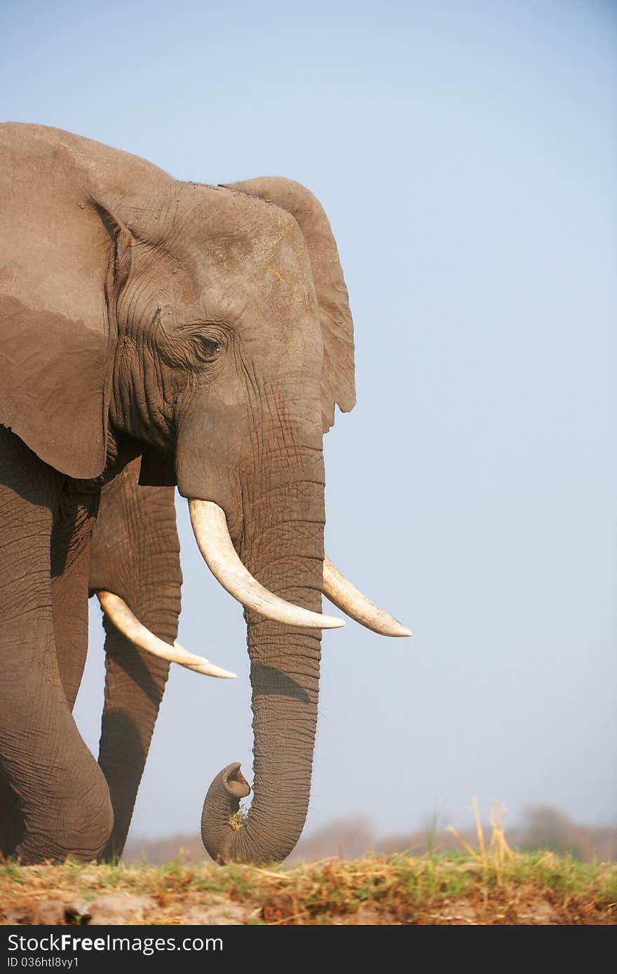 Large African elephants (Loxodonta Africana) eating in savanna in Botswana. Large African elephants (Loxodonta Africana) eating in savanna in Botswana