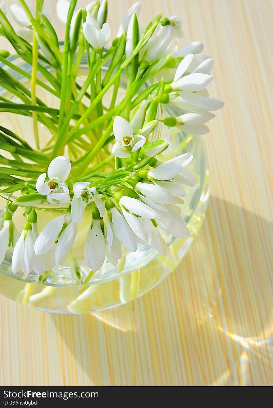 Snowdrops in a vase