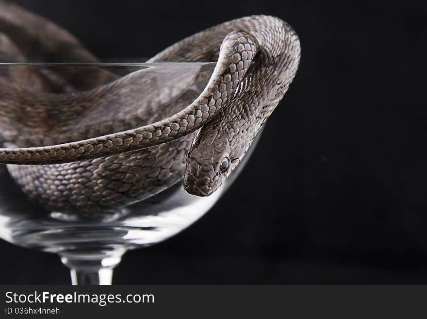 The snake lies in a goblet