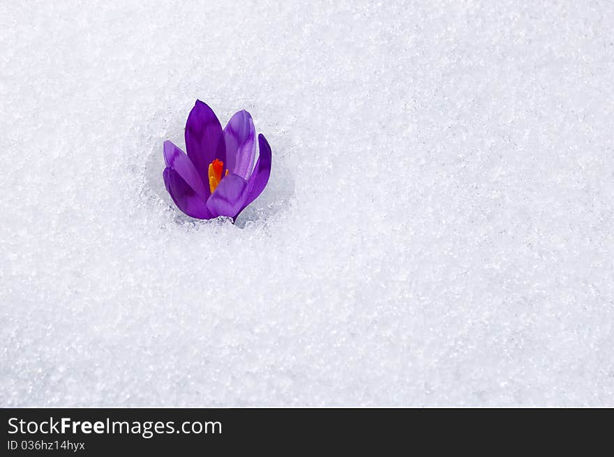 Blossoming Crocuses And Snowdrops