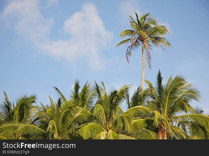 Coconut palm trees on sky background