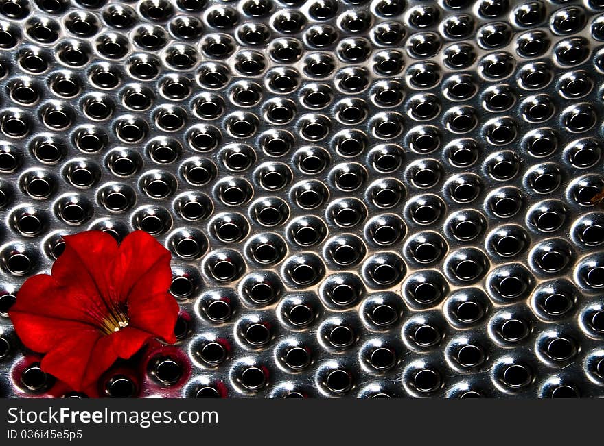 Flower on the steel background. Flower on the steel background