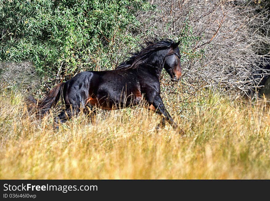 Horse in a natural habitat