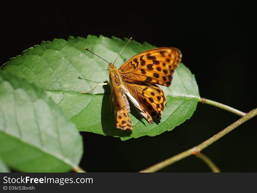 Closeup of an Argynnis Aglaja butterfly