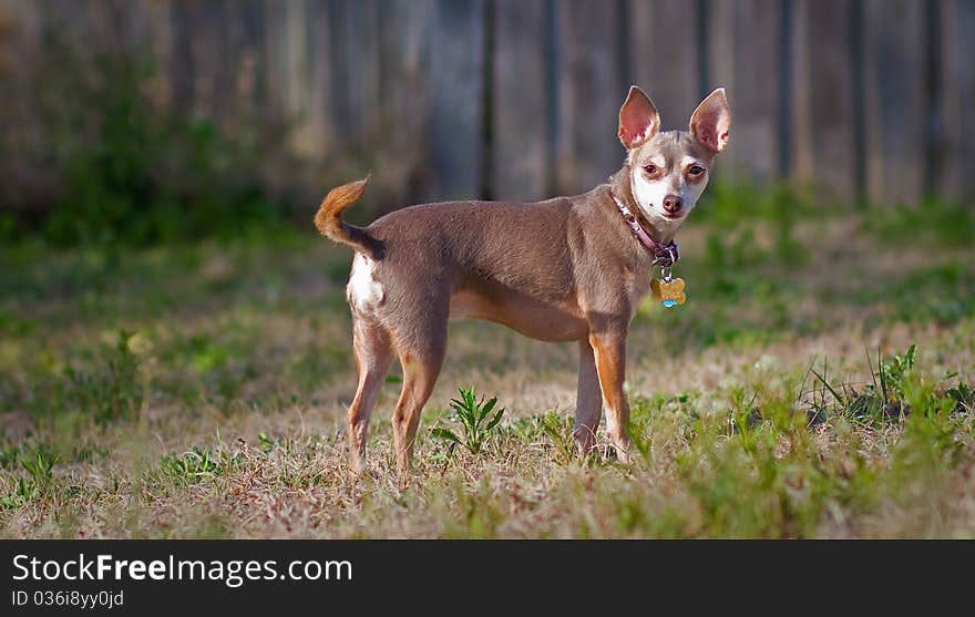 Perky chihuahua in her back yard. Perky chihuahua in her back yard