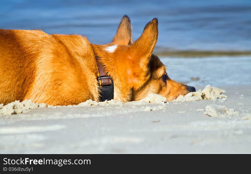 Corgi In The Sand