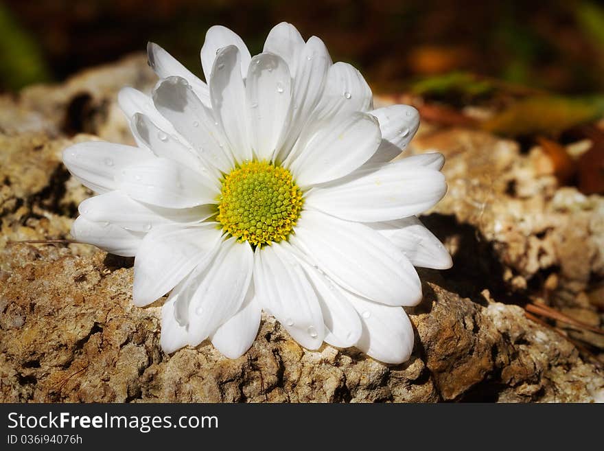 White daisy on rocks