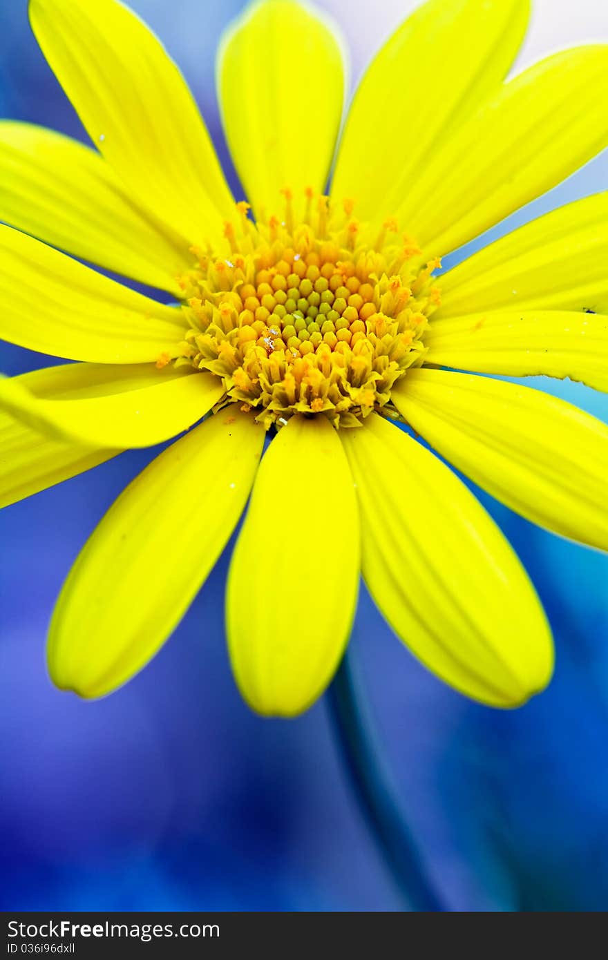 Macro photo of yellow daisy