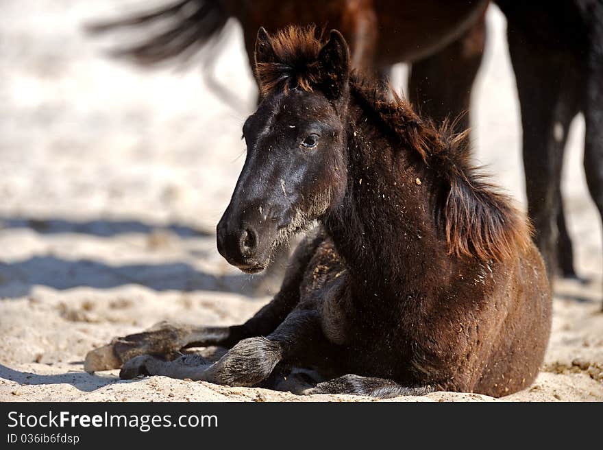 Horse in a natural habitat