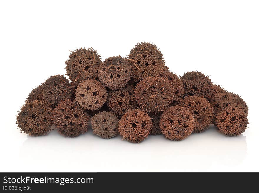 Sweetgum fruit herb used in traditional chinese herbal medicine over white background. Lu lu tong. Fructus liquidambaris.