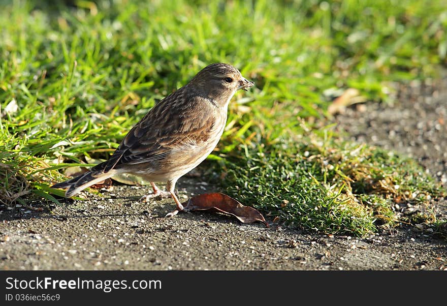 View of a linnet on the ground feeding on seed against a grassy background. View of a linnet on the ground feeding on seed against a grassy background.