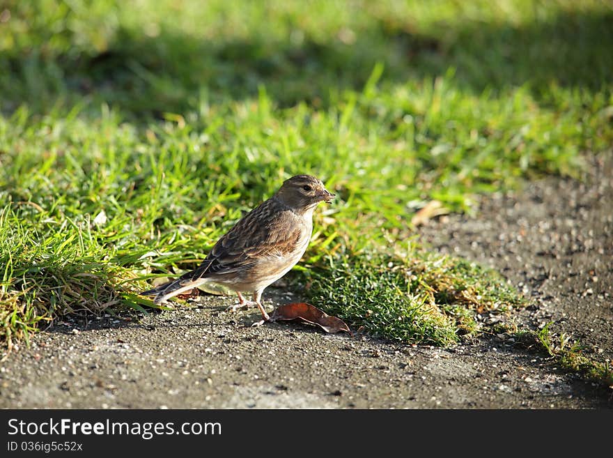 View of a linnet on the ground feeding on seed against a grassy background. View of a linnet on the ground feeding on seed against a grassy background.