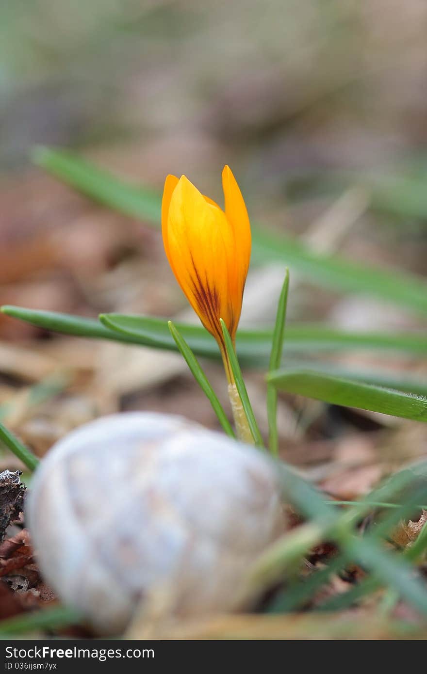 Crocus easter field flora floral flower fresh freshness garden. Crocus easter field flora floral flower fresh freshness garden