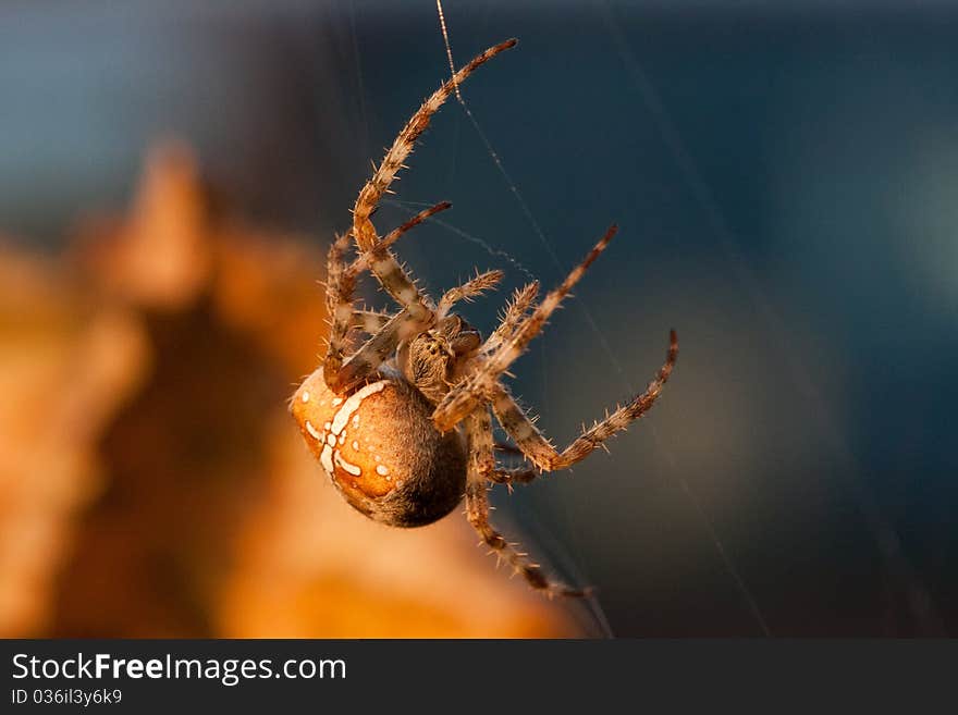 A European garden spider is busy repairing its web.