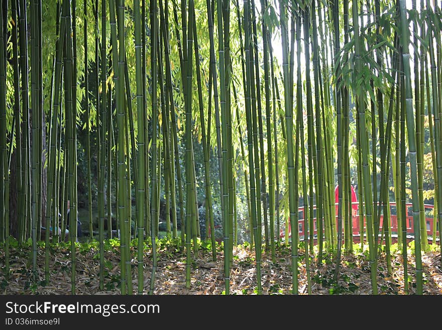 Bamboo seethrough in a Japanese Garden(MusèeKhan)