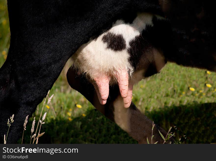 An udder