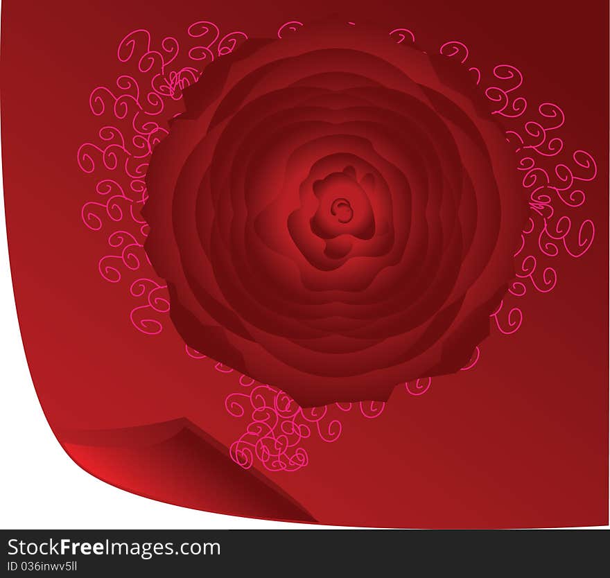 A beautiful, velvety red rose, variety