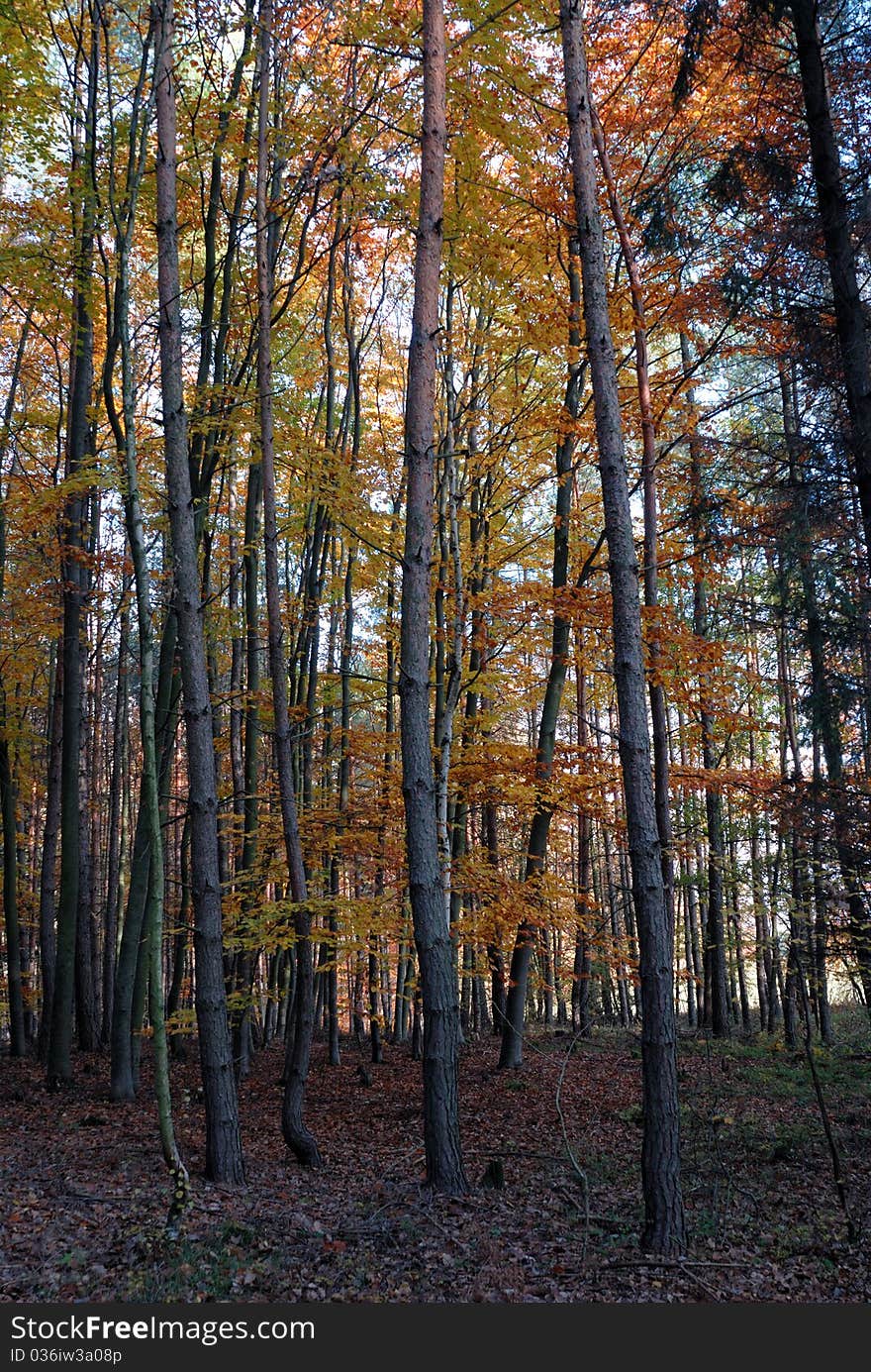 Autumn forest with yellow leaves